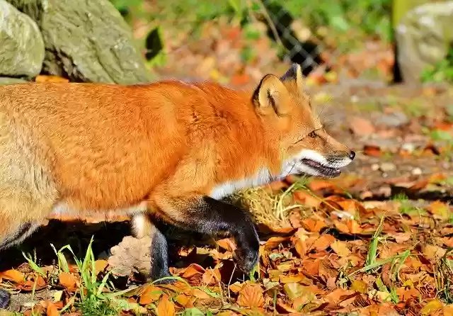 Free download red fox fox wild animal predator free picture to be edited with GIMP free online image editor