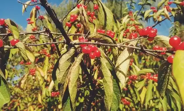 Free download Red Fruits Autumn Early -  free photo or picture to be edited with GIMP online image editor