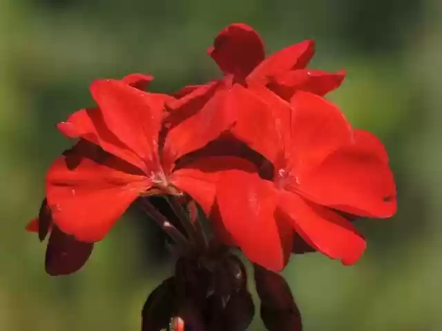 Free download Red Geranium Blossom Color -  free photo or picture to be edited with GIMP online image editor