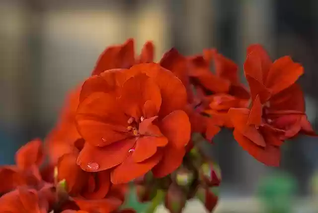 Free download Red Geranium Plant Raindrop -  free photo or picture to be edited with GIMP online image editor