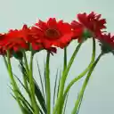 Red gerbera flowers  screen for extension Chrome web store in OffiDocs Chromium