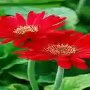 Red gerbera wallpaper  screen for extension Chrome web store in OffiDocs Chromium