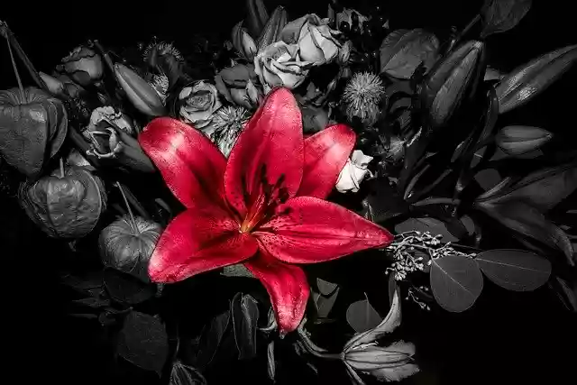 Free download Red Isolated Shadow -  free photo or picture to be edited with GIMP online image editor