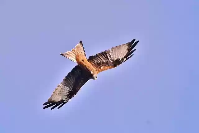 Free download Red Kite Bird Of Prey Wings -  free free photo or picture to be edited with GIMP online image editor