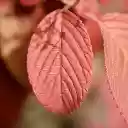 Red leaf  screen for extension Chrome web store in OffiDocs Chromium