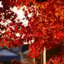 red leaves and sunshine  screen for extension Chrome web store in OffiDocs Chromium