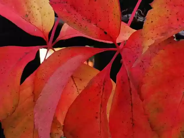 Free download Red Leaves Branch Autumn Colors -  free free photo or picture to be edited with GIMP online image editor