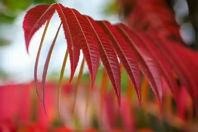 Free download red leaves plant sumac branch fall free picture to be edited with GIMP free online image editor