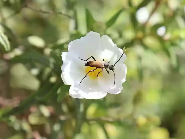 Free download red longhorn beetle beetle flower free picture to be edited with GIMP free online image editor