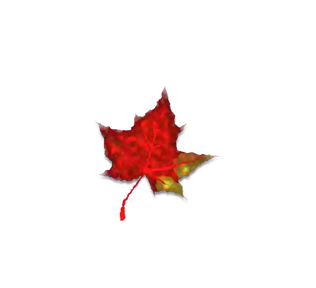 ดาวน์โหลด Red Maple Leaf ฟรี - กราฟิกเวกเตอร์ฟรีบน Pixabay ภาพประกอบฟรีเพื่อแก้ไขด้วย GIMP โปรแกรมแก้ไขรูปภาพออนไลน์ฟรี