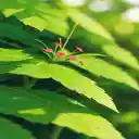 Red maple leaf wallpaper  screen for extension Chrome web store in OffiDocs Chromium