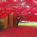 red maple tree wallpaper  screen for extension Chrome web store in OffiDocs Chromium