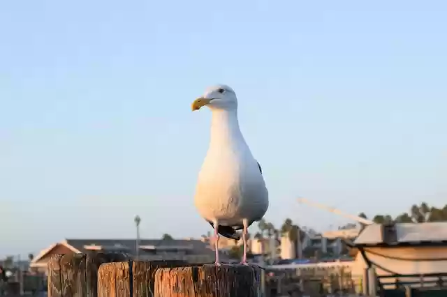 Free download redondo beach california seagull free picture to be edited with GIMP free online image editor