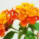 Red Orange Flower Branch  screen for extension Chrome web store in OffiDocs Chromium