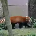 Red panda and striped tail.  screen for extension Chrome web store in OffiDocs Chromium