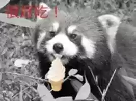 Free download red panda ice cream free photo or picture to be edited with GIMP online image editor