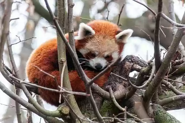 Free download red panda little panda bear animal free picture to be edited with GIMP free online image editor
