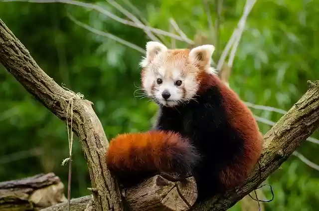 Free download red panda little panda cute curious free picture to be edited with GIMP free online image editor
