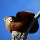 Red Panda Sleeping  screen for extension Chrome web store in OffiDocs Chromium