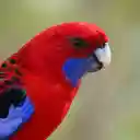 Red parrot  screen for extension Chrome web store in OffiDocs Chromium