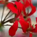 Red petals  screen for extension Chrome web store in OffiDocs Chromium