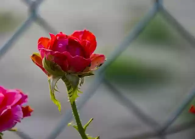 Free download Red Rose -  free free photo or picture to be edited with GIMP online image editor