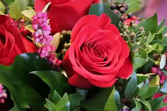 ດາວ​ໂຫຼດ​ຟຣີ Red Rose Common Holy Christmas - ແມ່​ແບບ​ຮູບ​ພາບ​ຟຣີ​ທີ່​ຈະ​ໄດ້​ຮັບ​ການ​ແກ້​ໄຂ​ກັບ GIMP ອອນ​ໄລ​ນ​໌​ບັນ​ນາ​ທິ​ການ​ຮູບ​ພາບ​