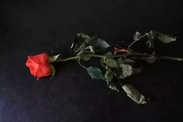 دانلود رایگان عاشقانه گل رز قرمز - عکس یا عکس رایگان قابل ویرایش با ویرایشگر تصویر آنلاین GIMP