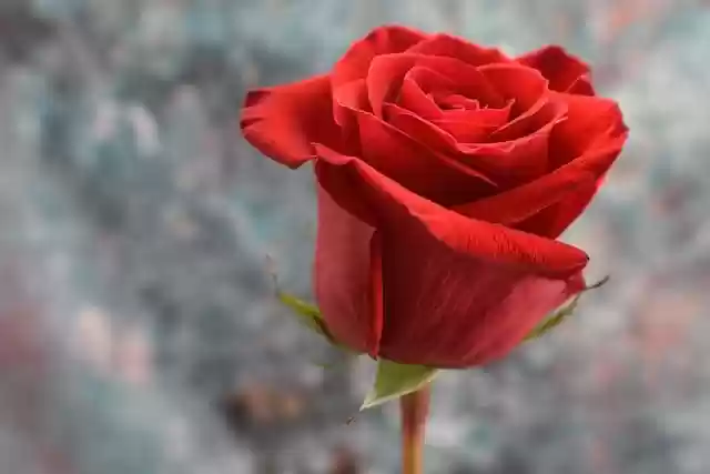 Free download red rose flower plant rose free picture to be edited with GIMP free online image editor