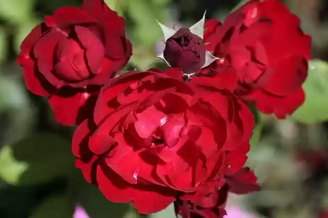 Free download Red Rose Lily Marlene Floribunda -  free photo or picture to be edited with GIMP online image editor