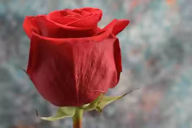 Free download red rose red flower rose flower free picture to be edited with GIMP free online image editor