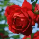 Red roses  screen for extension Chrome web store in OffiDocs Chromium
