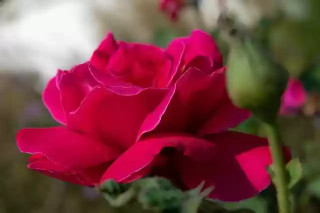 Unduh gratis Bunga Mawar Merah - foto atau gambar gratis untuk diedit dengan editor gambar online GIMP