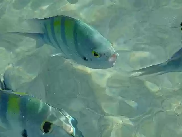 Free download Red Sea Egypt Travel Fish -  free free photo or picture to be edited with GIMP online image editor