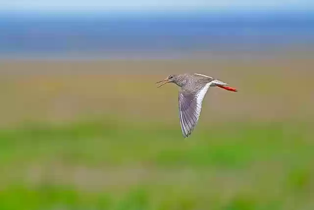 Free download redshank bird nature wildlife free picture to be edited with GIMP free online image editor