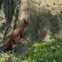 Red Squirrel Under the Big Tree  screen for extension Chrome web store in OffiDocs Chromium