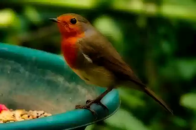 Free download Redstart Male Bird -  free photo or picture to be edited with GIMP online image editor