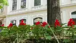Free download Red Street Flower -  free video to be edited with OpenShot online video editor