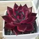 red succulent wallpaper  screen for extension Chrome web store in OffiDocs Chromium