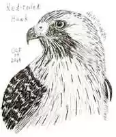 Free download Red-Tailed Hawk free photo or picture to be edited with GIMP online image editor