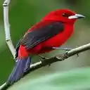 Red Tangara Bird Wallpaper  screen for extension Chrome web store in OffiDocs Chromium