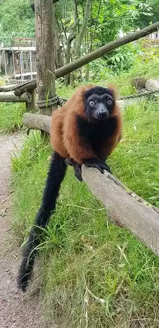 Free download Red Vari Animal Zoo -  free free photo or picture to be edited with GIMP online image editor
