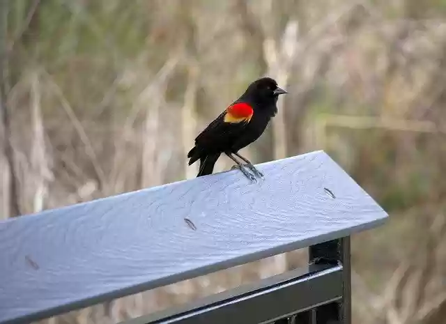 Free download Redwing Blackbird Fence -  free photo or picture to be edited with GIMP online image editor
