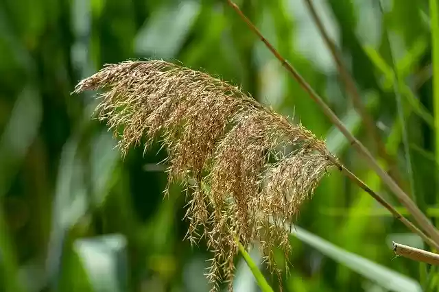 Free download Reed By Chaitanya K Nature -  free photo or picture to be edited with GIMP online image editor