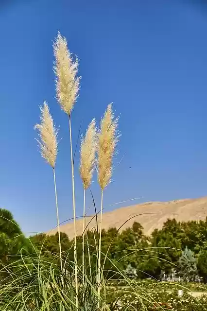 Free download Reed Nature Plant Small -  free free photo or picture to be edited with GIMP online image editor