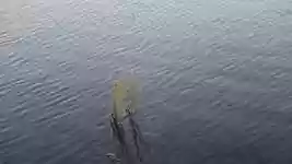 Free download Reed Pond Water -  free video to be edited with OpenShot online video editor