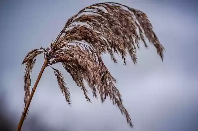 Free download Reed Rain Close Up Drop Of -  free photo or picture to be edited with GIMP online image editor