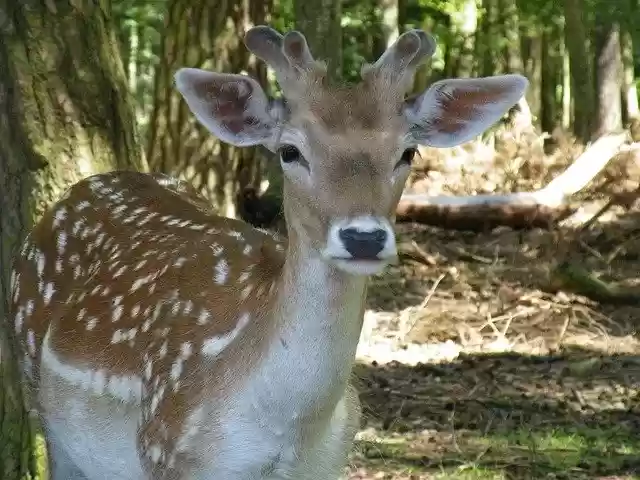 Free download Reh Bambi Deer -  free free photo or picture to be edited with GIMP online image editor