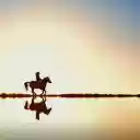 Reiter Horse Water  screen for extension Chrome web store in OffiDocs Chromium