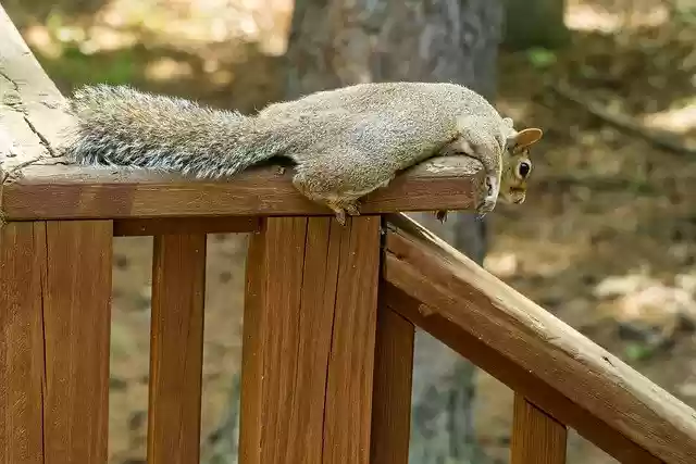 Free download relaxed squirrel chilling squirrel free picture to be edited with GIMP free online image editor